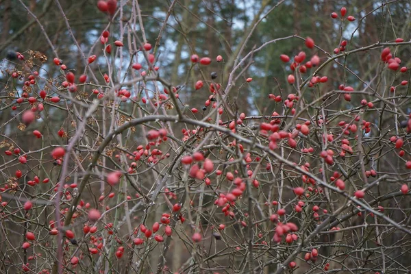 Vörös Gyümölcsök Egy Vadrózsabokor Ágain Lógnak Januárban Rosa Canina Közismert — Stock Fotó