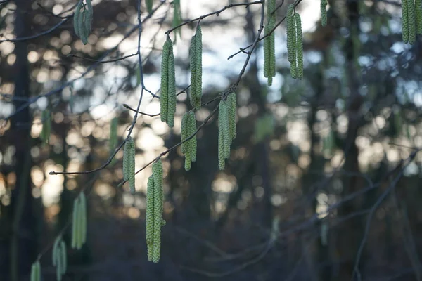 월에는 Corylus Avellana 나무의 침엽수를 먹는다 아벨라나 Corylus Avellana 자작나무 — 스톡 사진