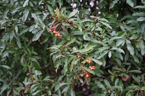 Ocak Ayında Pyracantha Meyveleri Pyracantha Gülgiller Rosaceae Familyasından Büyük Dikenli — Stok fotoğraf
