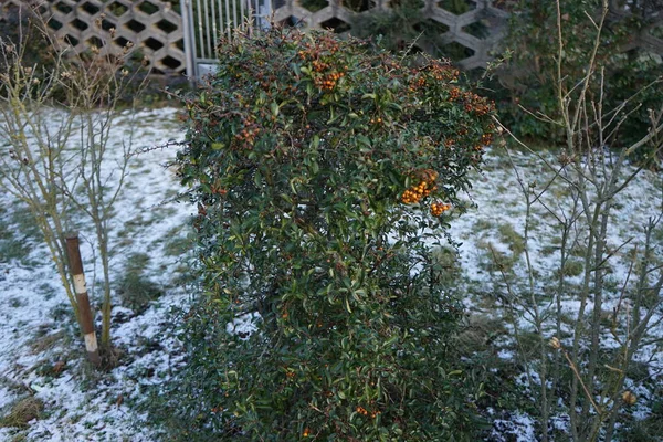 Des Baies Pyracantha Janvier Pyracantha Est Genre Arbustes Famille Des — Photo