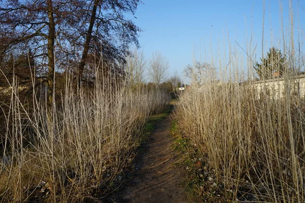 Les Pousses Basales Populus Alba Des Deux Côtés Sentier Hiver — Photo