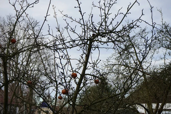 사과는 겨울에는 사과나무에 베를린 — 스톡 사진
