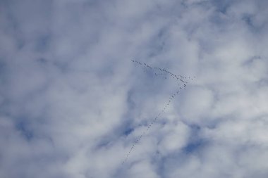 Ocak ayında bulutlu bir gökyüzüne karşı bir kuş sürüsü. Berlin, Almanya