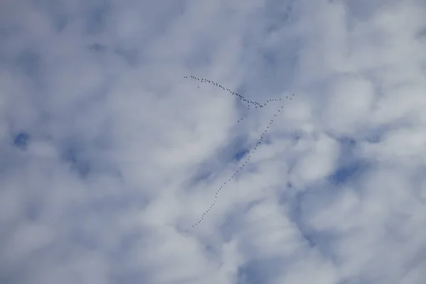 Een School Vogels Tegen Een Bewolkte Lucht Januari Berlijn Duitsland — Stockfoto