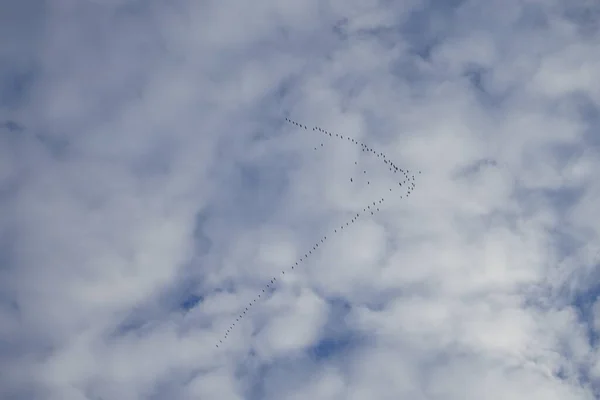 Ένα Κοπάδι Πουλιών Εναντίον Ενός Συννεφιασμένου Ουρανού Τον Ιανουάριο Βερολίνο — Φωτογραφία Αρχείου