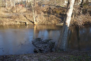  Dar nehir Wuhle ve çevresindeki bitki örtüsüyle Ocak ayında manzara. Berlin, Almanya