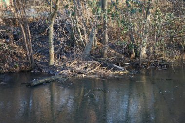  Dar nehir Wuhle ve çevresindeki bitki örtüsüyle Ocak ayında manzara. Berlin, Almanya