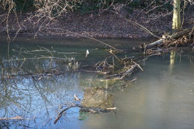 Su kuşu Gallinula kloropusu Wuhle Nehri 'nde plastik bir şişenin yanında yüzer. Dağ tavuğu (