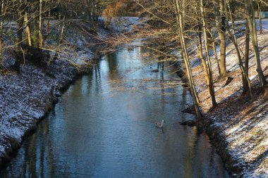 Genç dilsiz kuğular Ocak ayında karlı bankalarla Wuhle nehrinde yüzerler. Dilsiz kuğu (