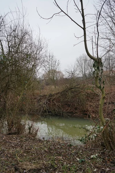 Paesaggio Con Stretto Fiume Wuhle Vegetazione Circostante Nel Mese Gennaio — Foto Stock