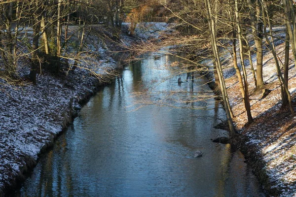 Cisnes Mudos Jovens Nadam Rio Wuhle Com Bancos Nevados Janeiro — Fotografia de Stock