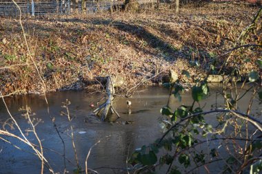 Ocak ayında donmuş Wuhle Nehri civarında kuşlar Gallinula kloropusu yaşamaktadır. Dağ tavuğu (