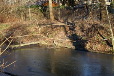 Ocak ayında donmuş Wuhle Nehri civarında kuşlar Gallinula kloropusu yaşamaktadır. Dağ tavuğu (