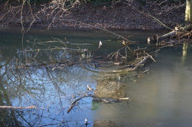 Ekoloji. Ocak ayında Wuhle Nehri 'nde şişeler arasında Gallinula kloropus kuşları yüzer. Dağ tavuğu (