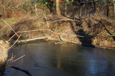 Ocak ayında donmuş Wuhle Nehri civarında kuşlar Gallinula kloropusu yaşamaktadır. Dağ tavuğu (