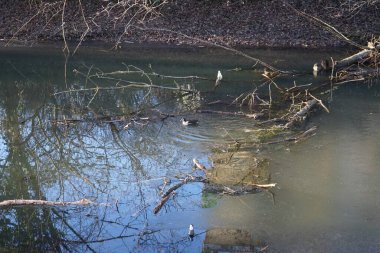 Ekoloji. Ocak ayında Wuhle Nehri 'nde şişeler arasında Gallinula kloropus kuşları yüzer. Dağ tavuğu (