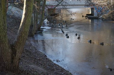 Mallard ördekleri Ocak ayında yarı donmuş Wuhle Nehri 'nde yüzerler. Yaban ördeği (