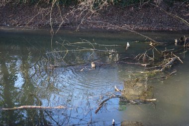 Ekoloji. Ocak ayında Wuhle Nehri 'nde şişeler arasında Gallinula kloropus kuşları yüzer. Dağ tavuğu (