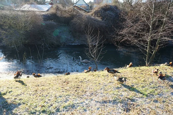 Patos Mandarín Aix Galericulata Ánades Reales Anas Platyrhynchos Cisne Mudo —  Fotos de Stock