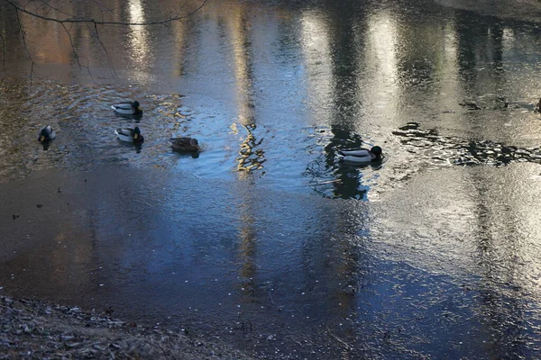 Mallard ducks swim down the half-frozen Wuhle River in January. The mallard or wild duck, Anas platyrhynchos, is a dabbling duck. Berlin, Germany