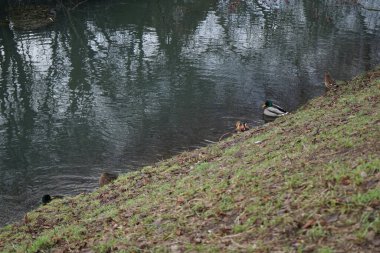Su kuşları kışın Wuhle Nehri çevresinde yaşar. Berlin, Almanya 