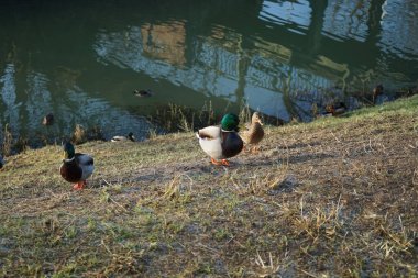 Su kuşları kışın Wuhle Nehri çevresinde yaşar. Berlin, Almanya 