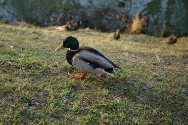 Ocak ayında Wuhle Nehri yakınlarındaki ön planda bir drake. Yaban ördeği (