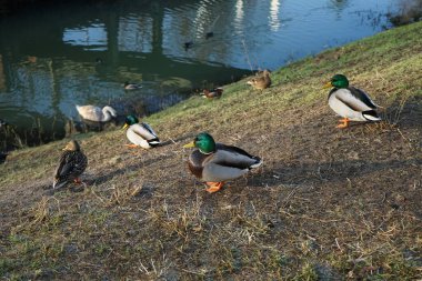Su kuşları kışın Wuhle Nehri çevresinde yaşar. Berlin, Almanya 