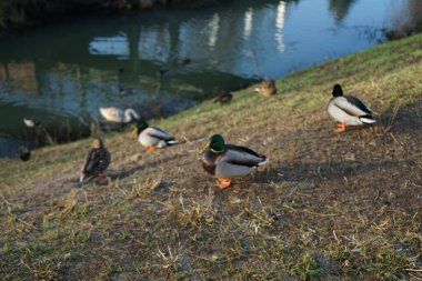 Su kuşları kışın Wuhle Nehri çevresinde yaşar. Berlin, Almanya 