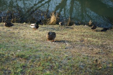 Su kuşları kışın Wuhle Nehri çevresinde yaşar. Berlin, Almanya 