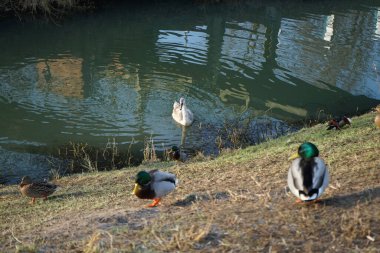 Su kuşları kışın Wuhle Nehri çevresinde yaşar. Berlin, Almanya 