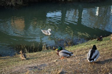 Su kuşları kışın Wuhle Nehri çevresinde yaşar. Berlin, Almanya 