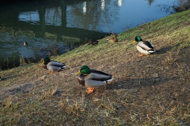 Su kuşları kışın Wuhle Nehri çevresinde yaşar. Berlin, Almanya 