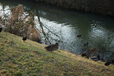 Su kuşları kışın Wuhle Nehri çevresinde yaşar. Berlin, Almanya 