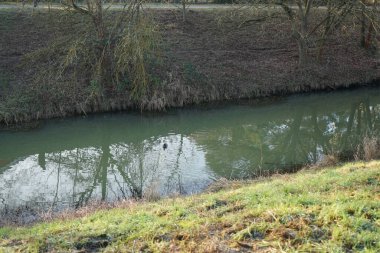 Mallard ördeği Ocak ayında Wuhle Nehri 'nde yüzüyor. Yaban ördeği (