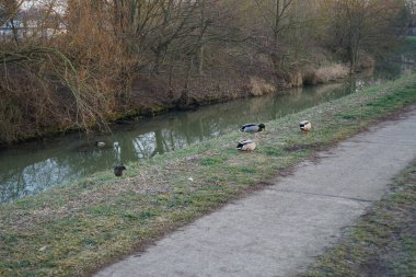 Su kuşları kışın Wuhle Nehri çevresinde yaşar. Berlin, Almanya 