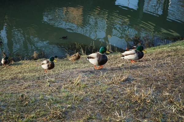 Aves Aquáticas Habitam Área Redor Rio Wuhle Inverno Berlim Alemanha — Fotografia de Stock