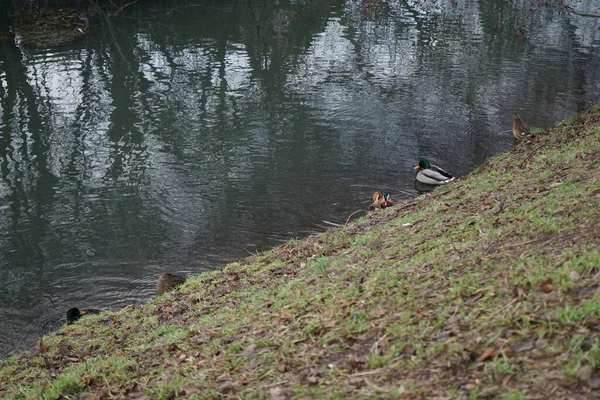 Las Aves Acuáticas Habitan Área Alrededor Del Río Wuhle Invierno —  Fotos de Stock