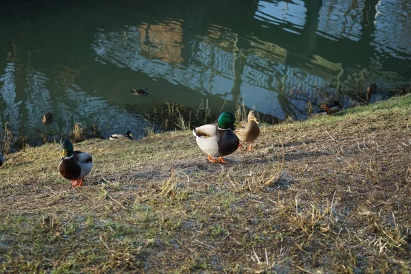 Las Aves Acuáticas Habitan Área Alrededor Del Río Wuhle Invierno — Foto de Stock