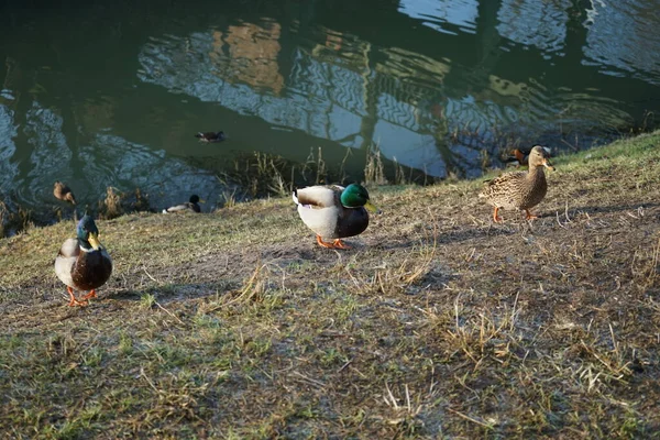 Las Aves Acuáticas Habitan Área Alrededor Del Río Wuhle Invierno — Foto de Stock