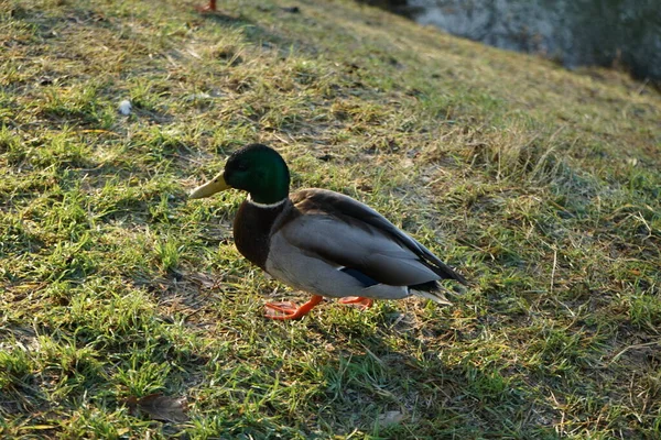 今年1月 在乌合江附近的前景中发现了一条水龙 野鸭或野鸭 Anas Platyrhynchos 是一种涉猎的鸭 德国柏林 — 图库照片