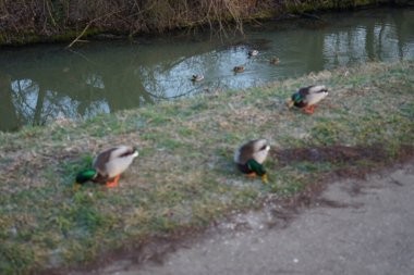 Su kuşları kışın Wuhle Nehri çevresinde yaşar. Berlin, Almanya 