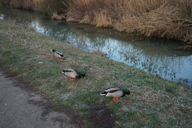 Su kuşları kışın Wuhle Nehri çevresinde yaşar. Berlin, Almanya 
