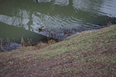 Mallard ördekleri Ocak ayında Wuhle Nehri 'nde yüzerler. Yaban ördeği (