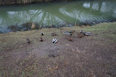 Su kuşları kışın Wuhle Nehri çevresinde yaşar. Berlin, Almanya 