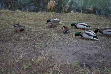 Su kuşları kışın Wuhle Nehri çevresinde yaşar. Berlin, Almanya 