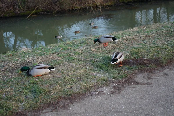 伍尔河周围地区有水鸟栖息 德国柏林 — 图库照片