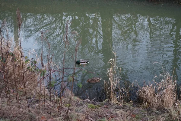 Patos Reais Nadam Pelo Rio Wuhle Janeiro Pato Reais Anas — Fotografia de Stock