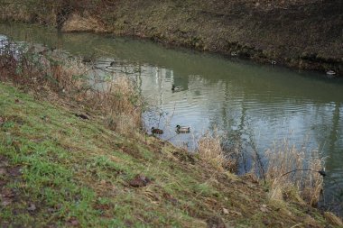 Su kuşları kışın Wuhle Nehri çevresinde yaşar. Berlin, Almanya 
