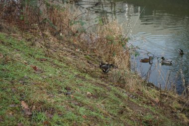 Su kuşları kışın Wuhle Nehri çevresinde yaşar. Berlin, Almanya 